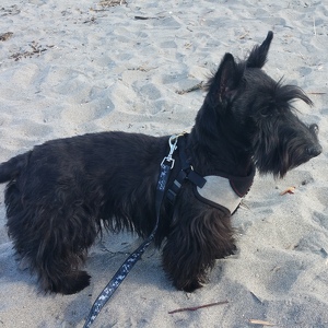 Fundraising Page: Ross Zahara